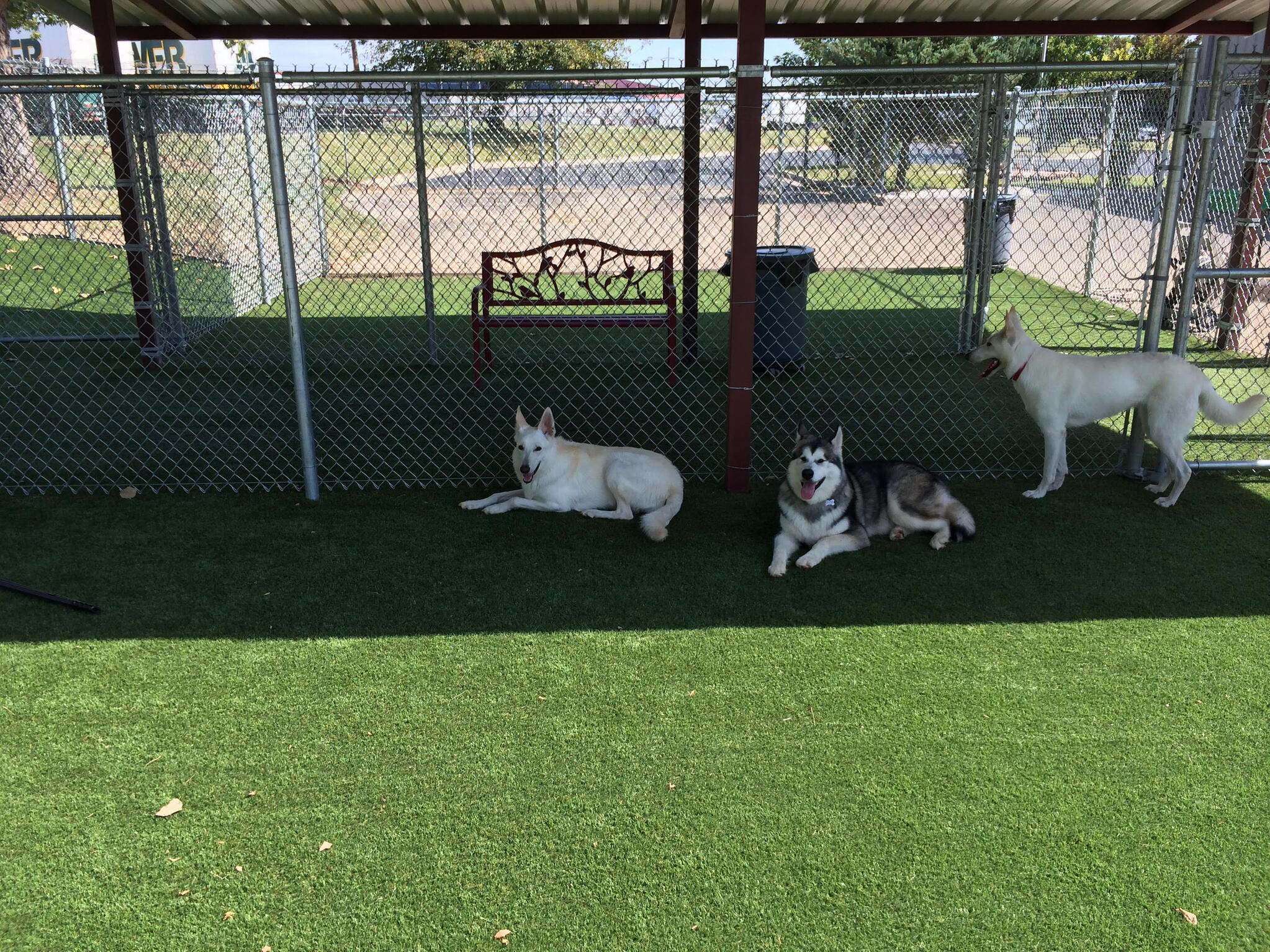 Pet-Friendly Artificial Grass